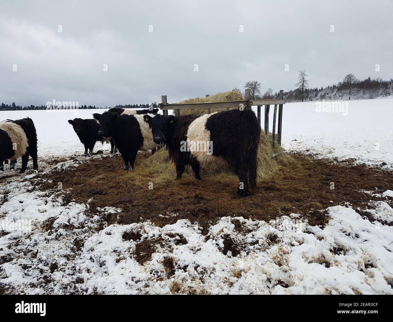 Galloway-Sattelrind, Belted, Galloway, Inverno, Schnee Foto Stock