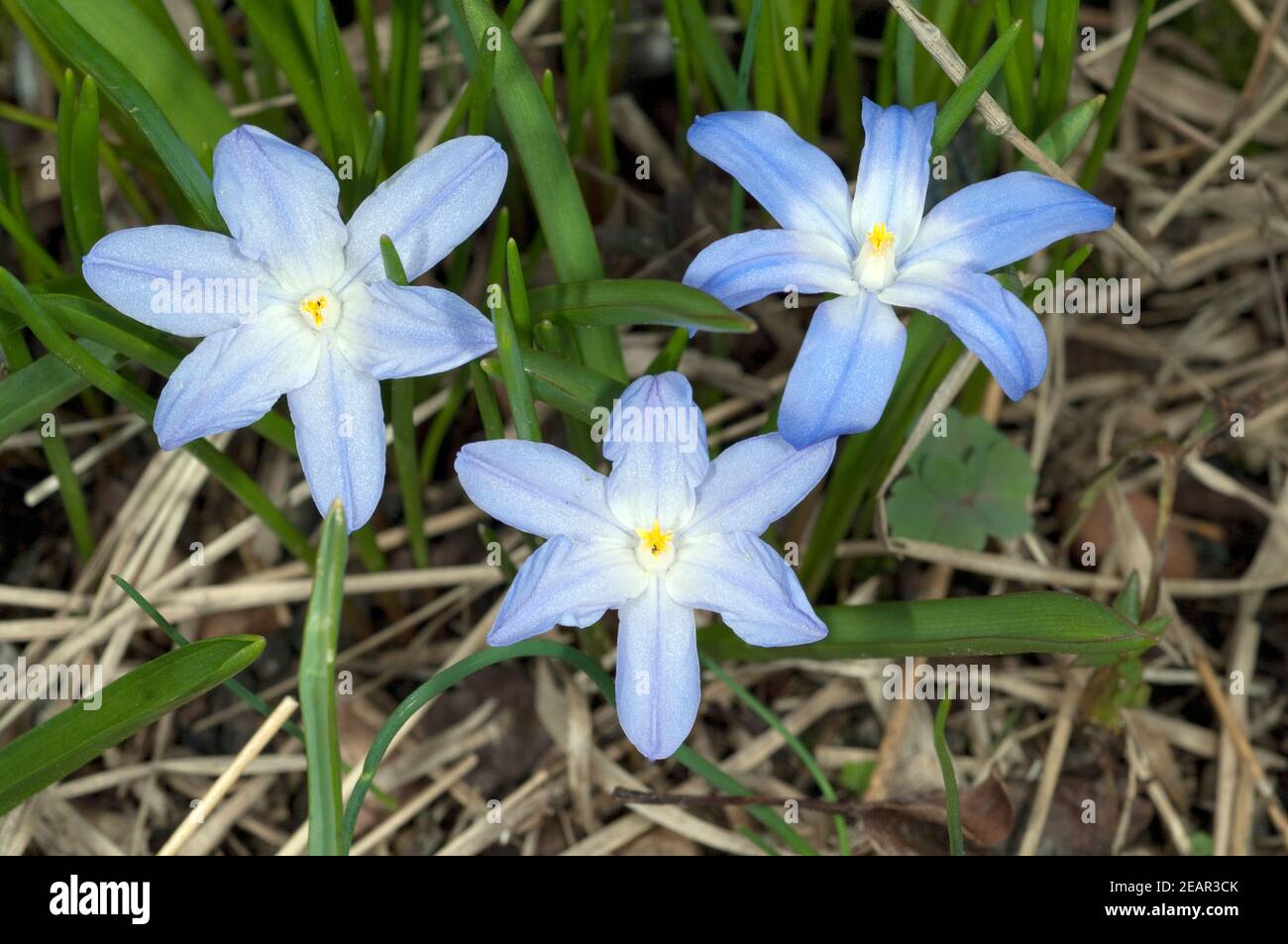 Schneestolz, Schneeglanz, chionodoxa luciliae Foto Stock