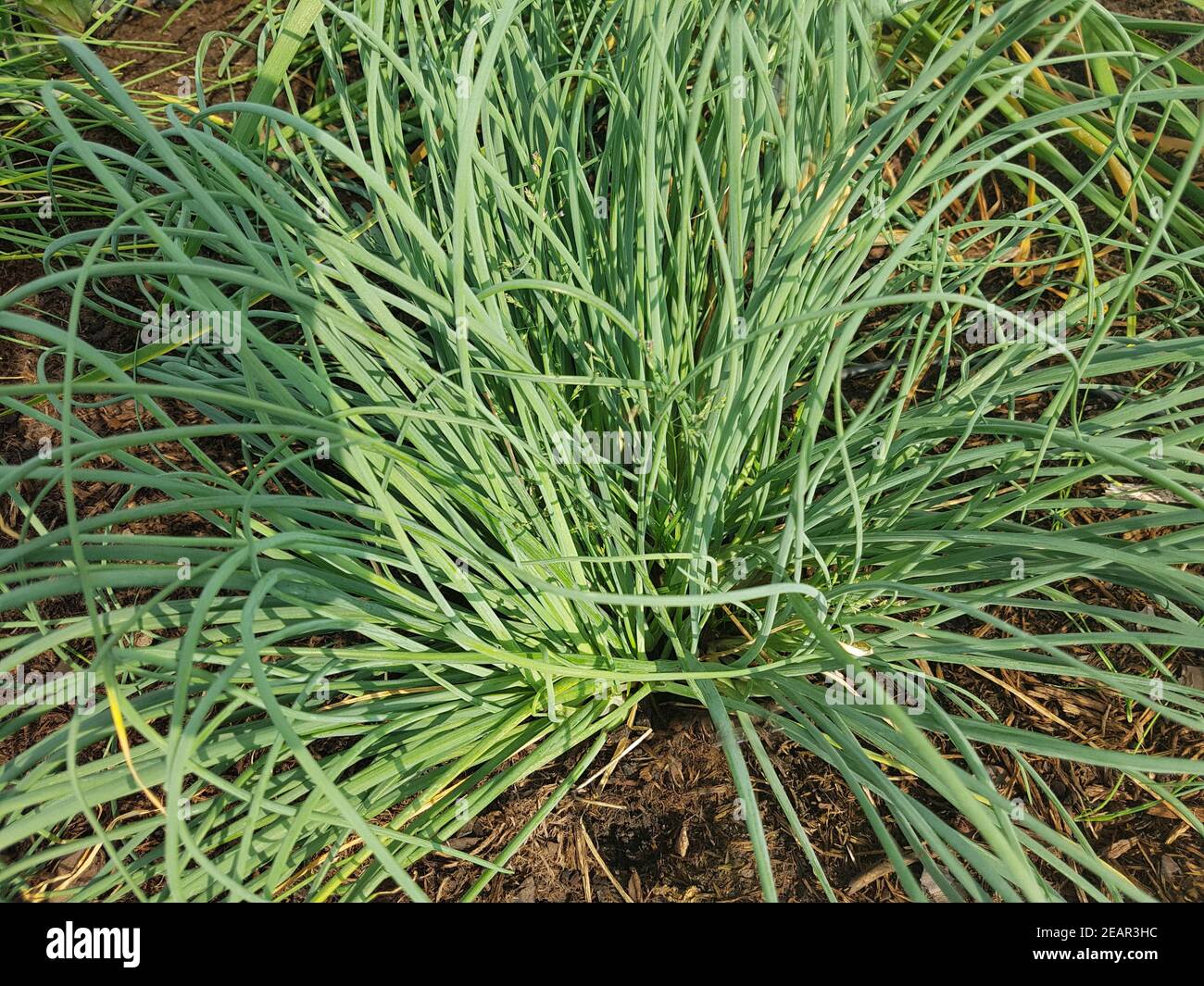 Schnittlauch weisser, Allium schoenoprasum, Elbe, Kraeuter, Heilpflanze Foto Stock