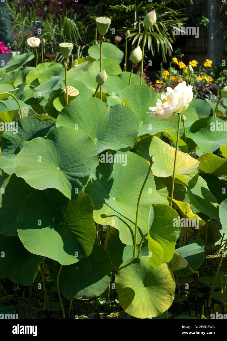 Lotosblume Nelumbo nucifera Foto Stock