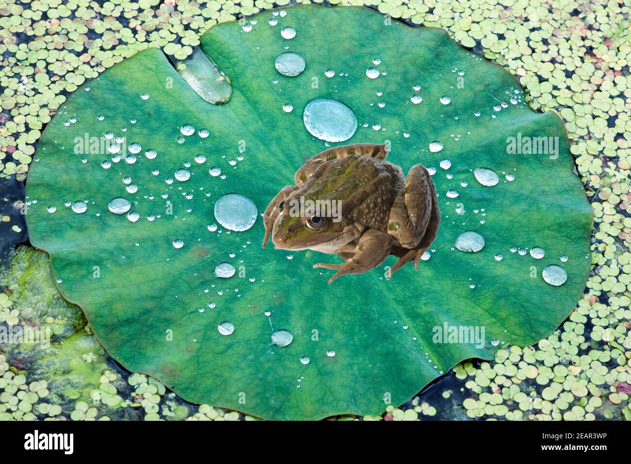 Lotusblatt, Tautropfen, Wasserpflanzen Foto Stock