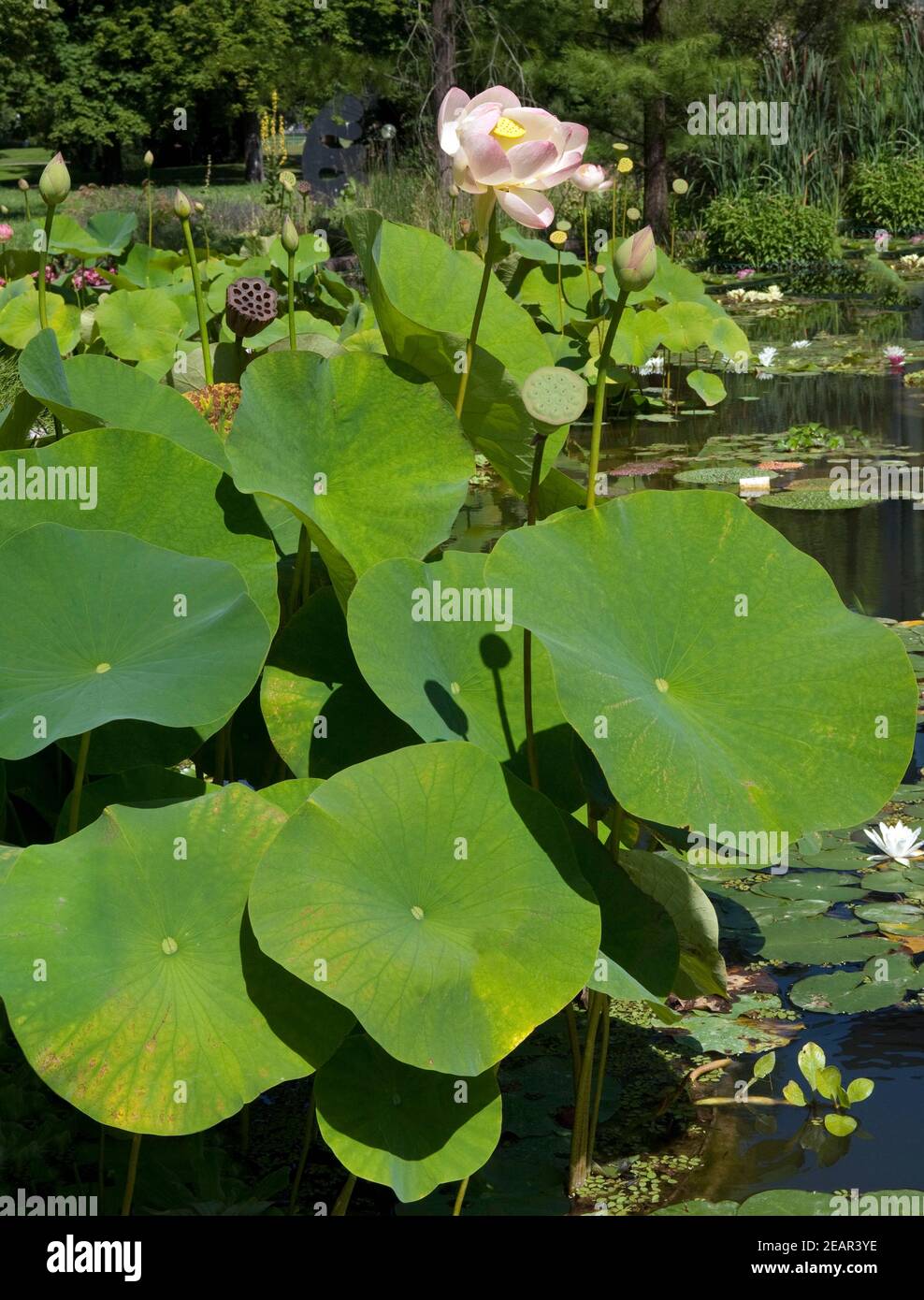 Lotosblume Nelumbo nucifera Foto Stock