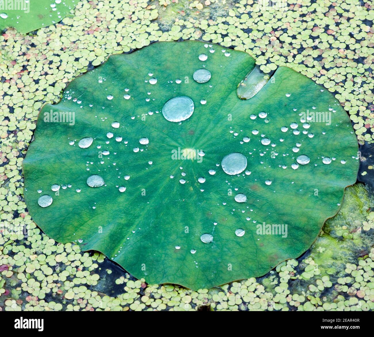 Lotusblatt, Tautropfen, Wasserpflanzen Foto Stock