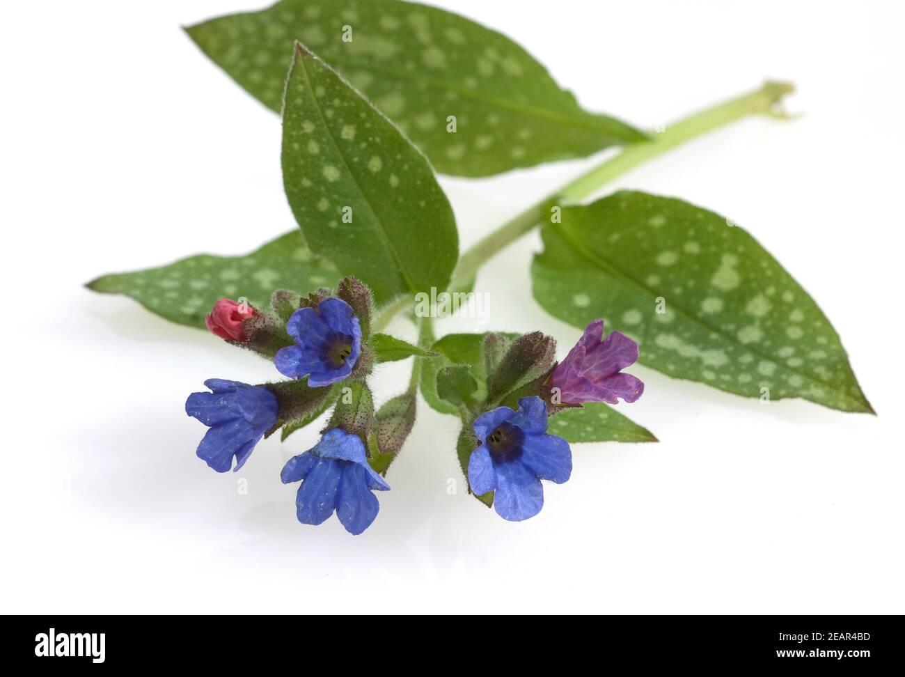 Geflecktes, Lungenkraut Pulmonaria officinalis Foto Stock