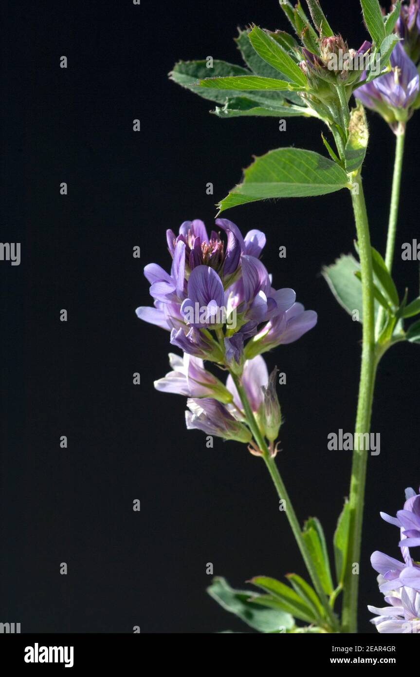 Luzerne, Medicago sativa Foto Stock