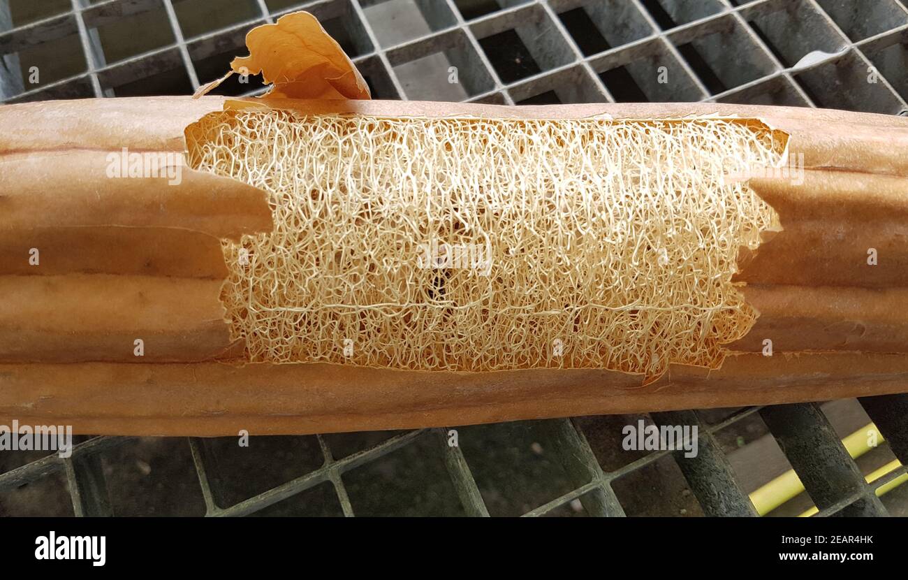 Schwammgurke, luffa, aegyptiaca Foto Stock