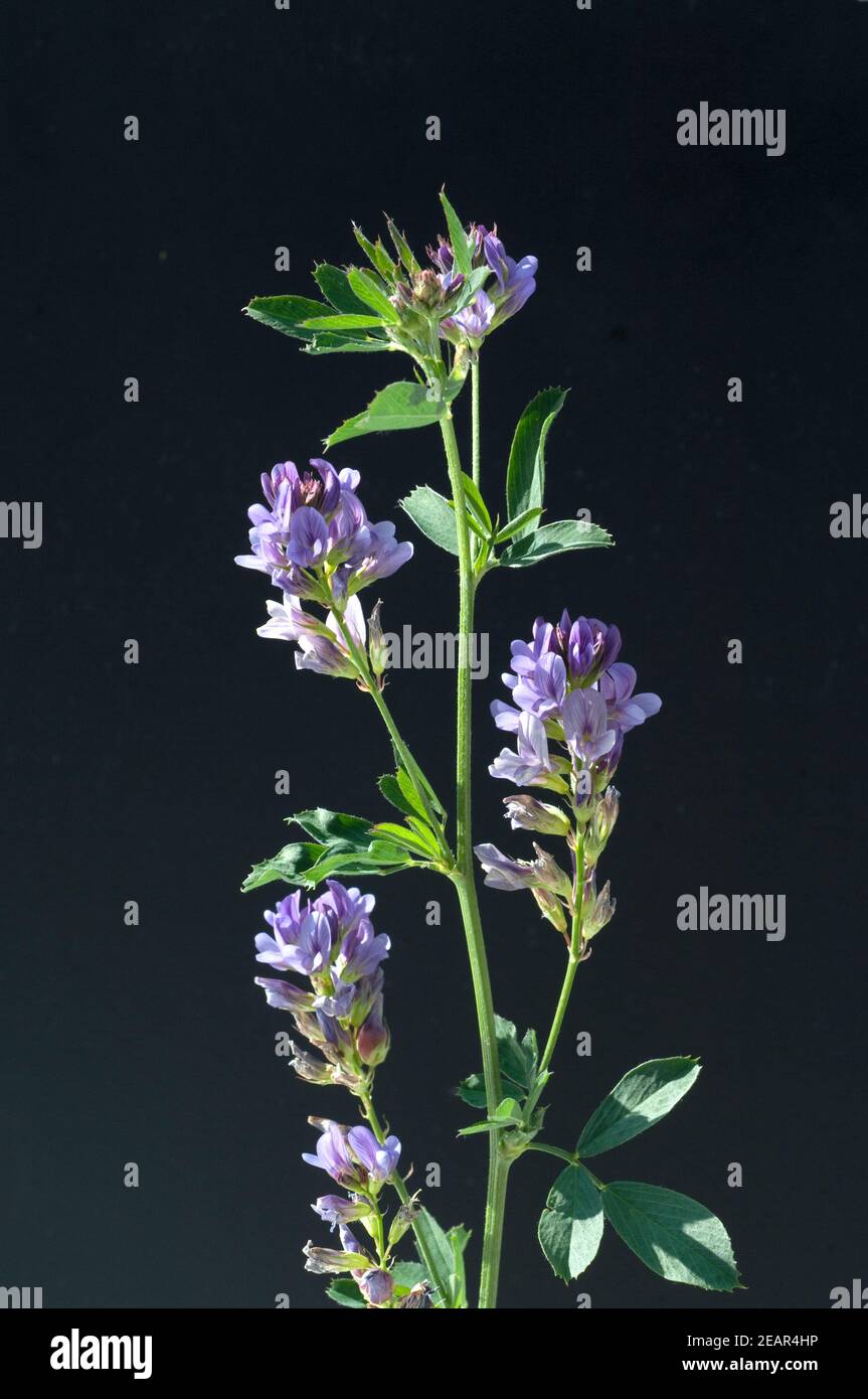Luzerne, Medicago sativa Foto Stock