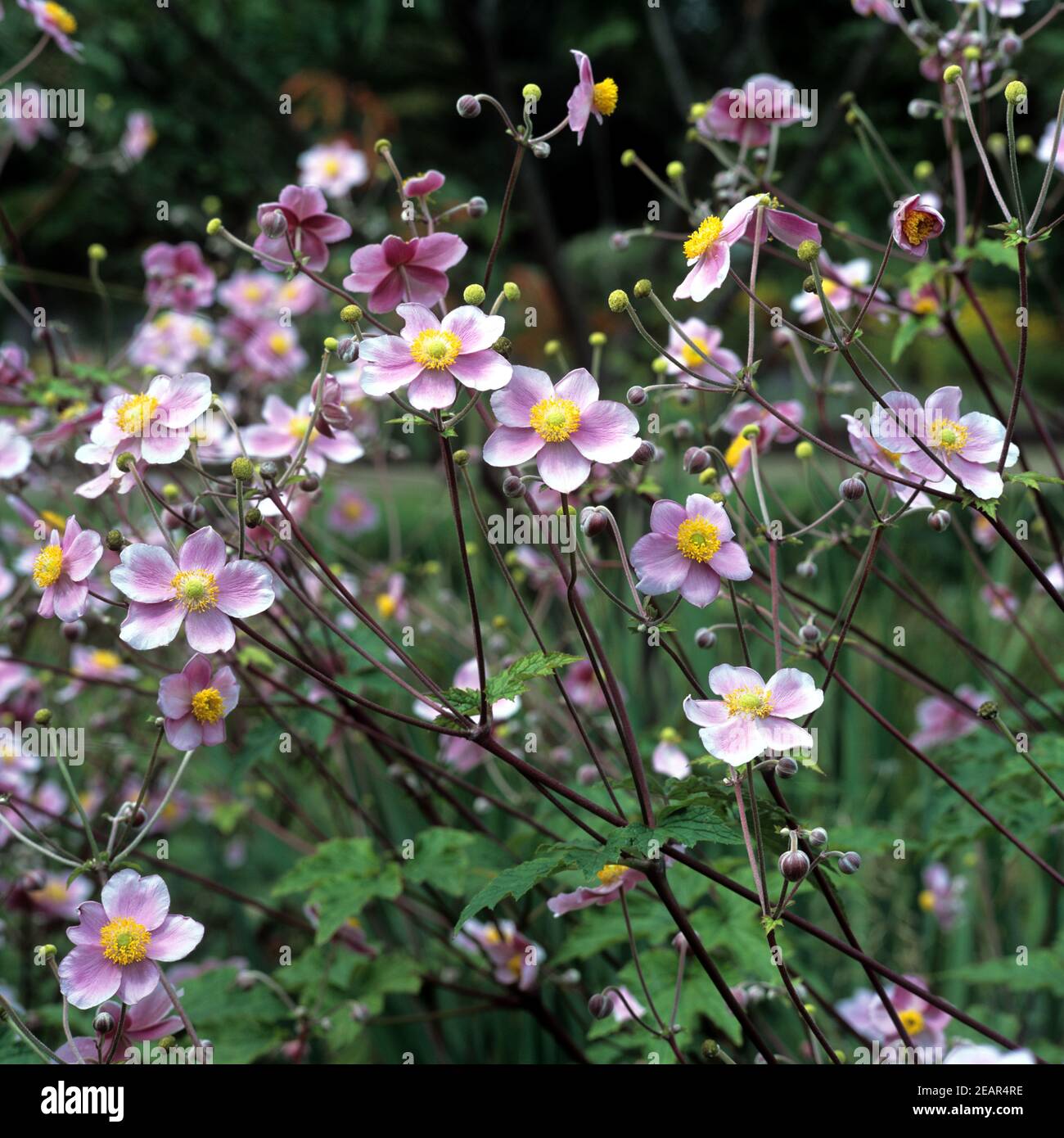 Japanische Anemone Foto Stock