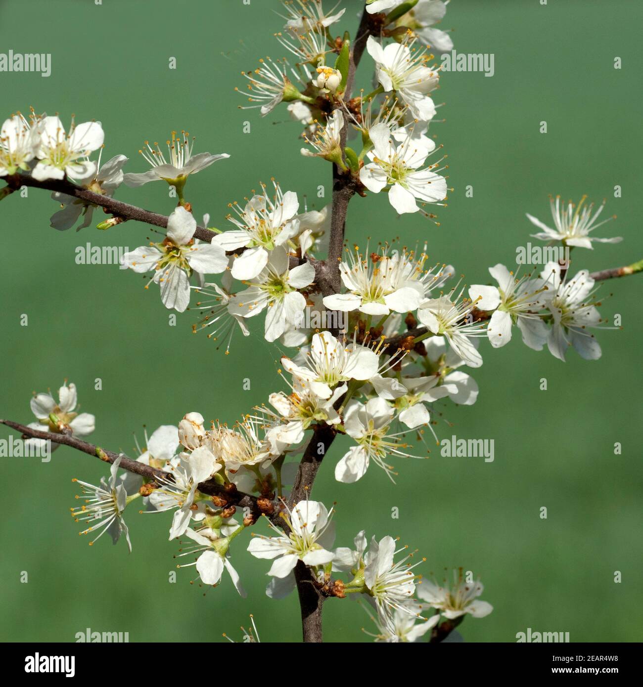 Schwarzdorn Schlehen Prunus spinosa Foto Stock