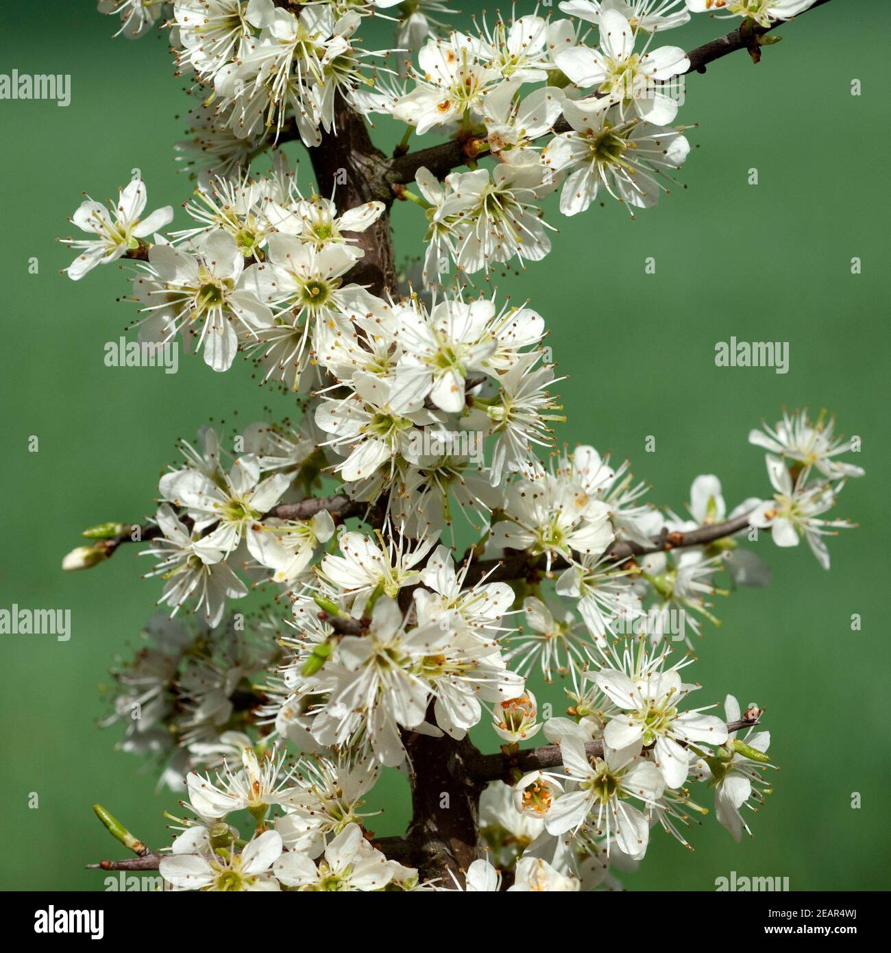 Schwarzdorn Schlehen Prunus spinosa Foto Stock