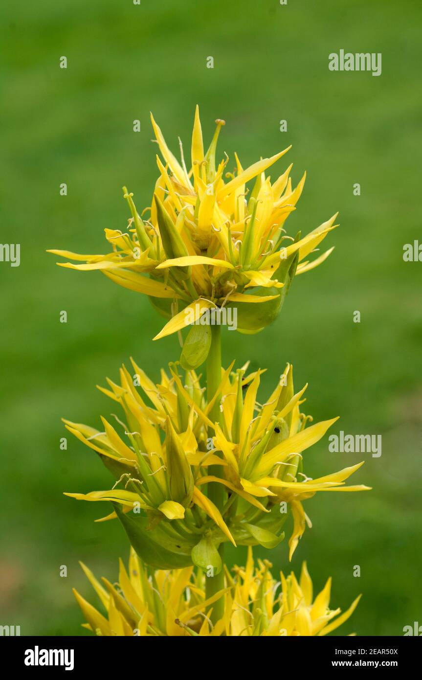 Gelber Enzian, Gentiana Lutea Foto Stock