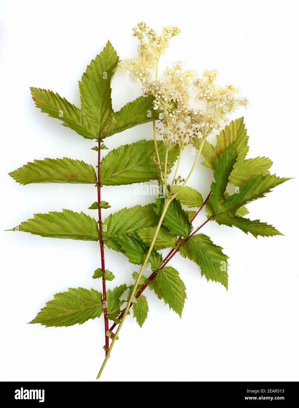 Maedesuess, Filipendula ulmaria, Foto Stock