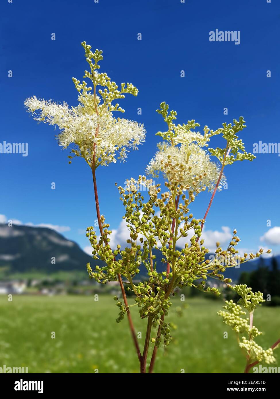 Maedesuess, Filipendula ulmaria, Foto Stock