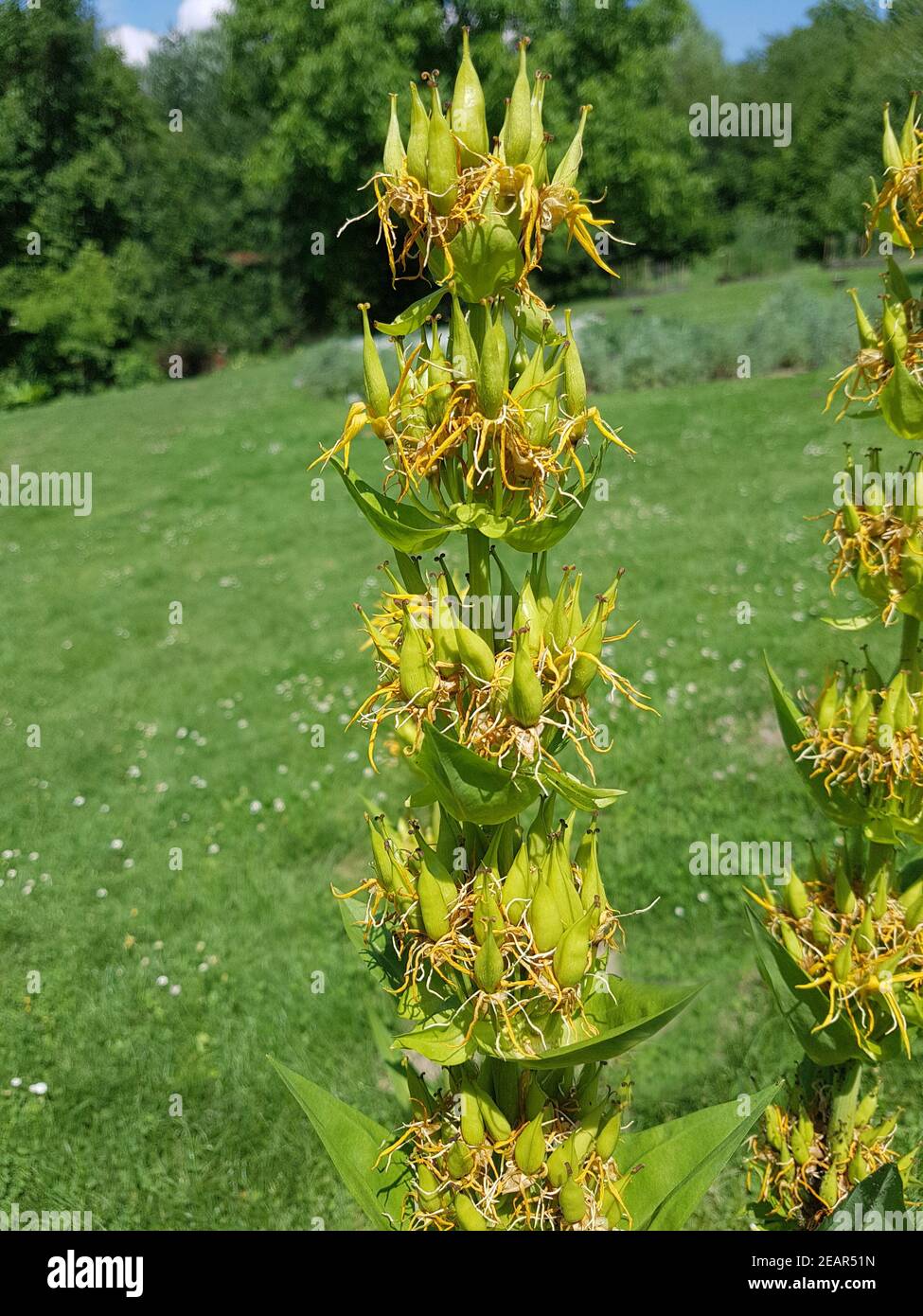Gelber Enzian, Gentiana Lutea Foto Stock