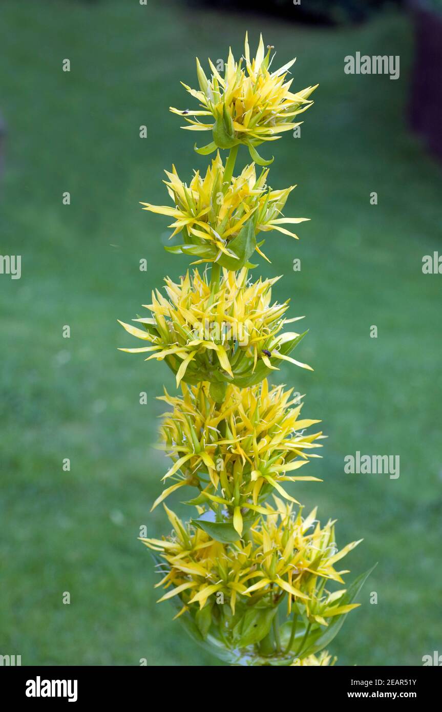Gelber Enzian, Gentiana Lutea Foto Stock