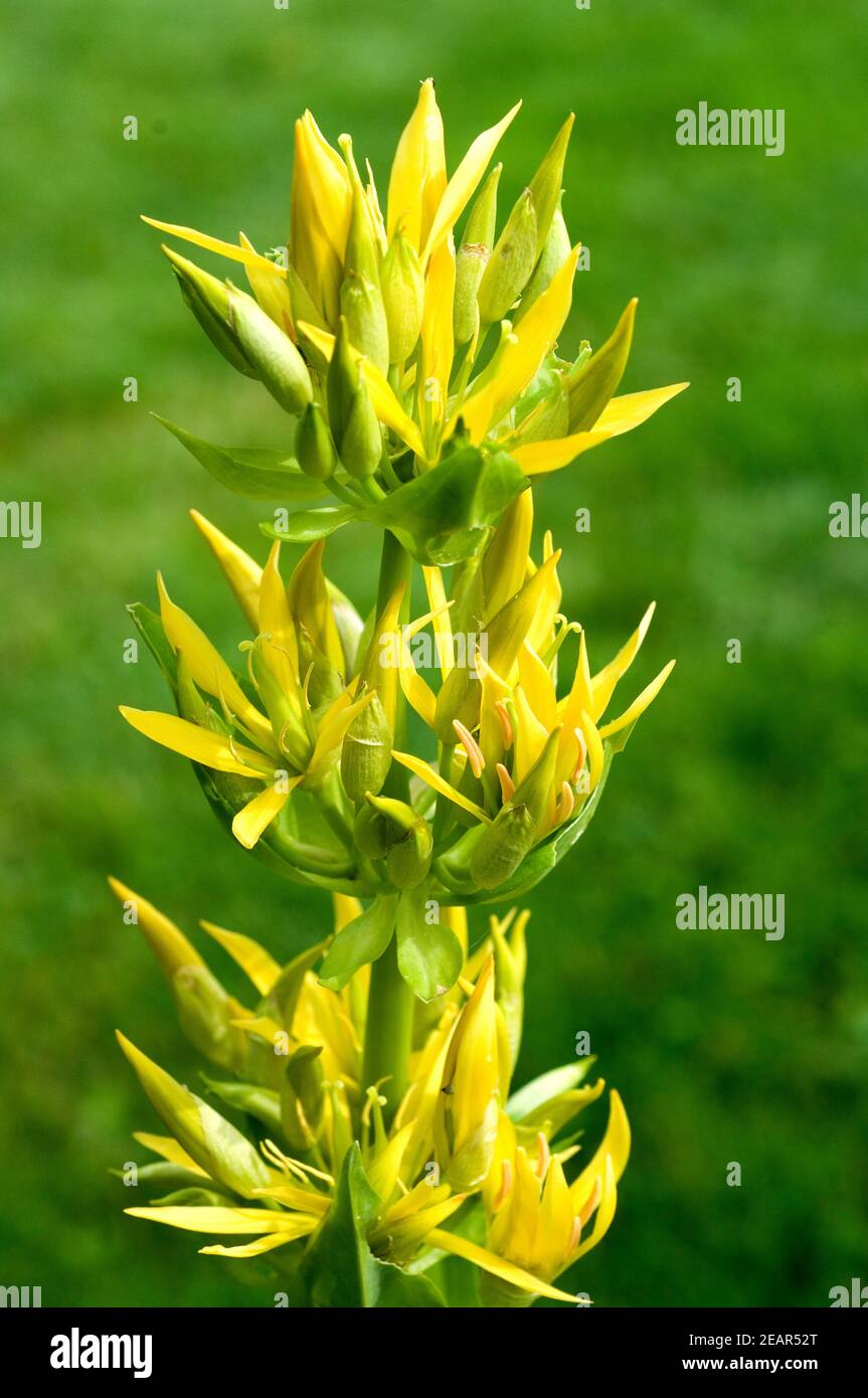 Gelber Enzian Foto Stock