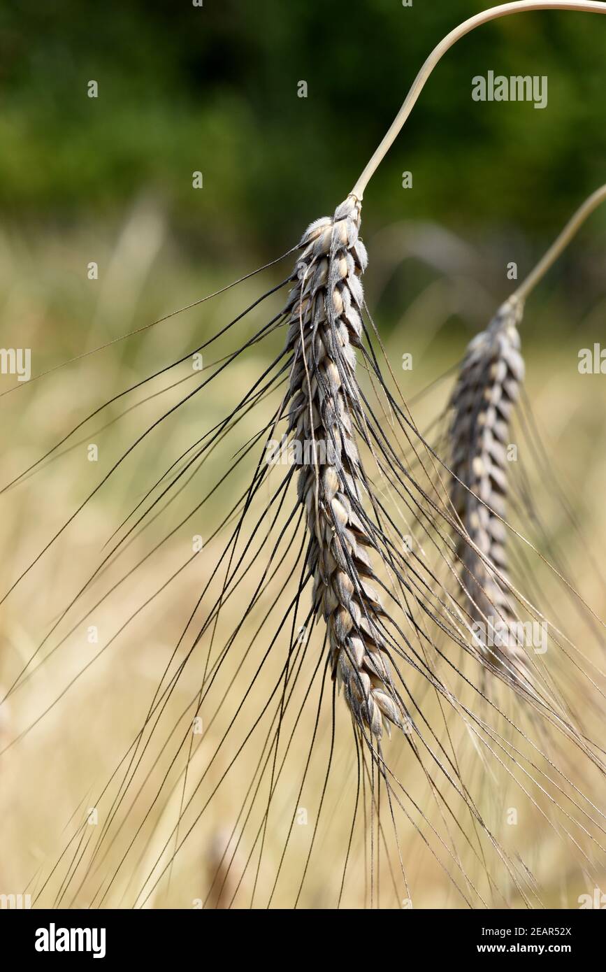 Schwarzer Emmer, Triticum, dicoccon, Weizenart Foto Stock