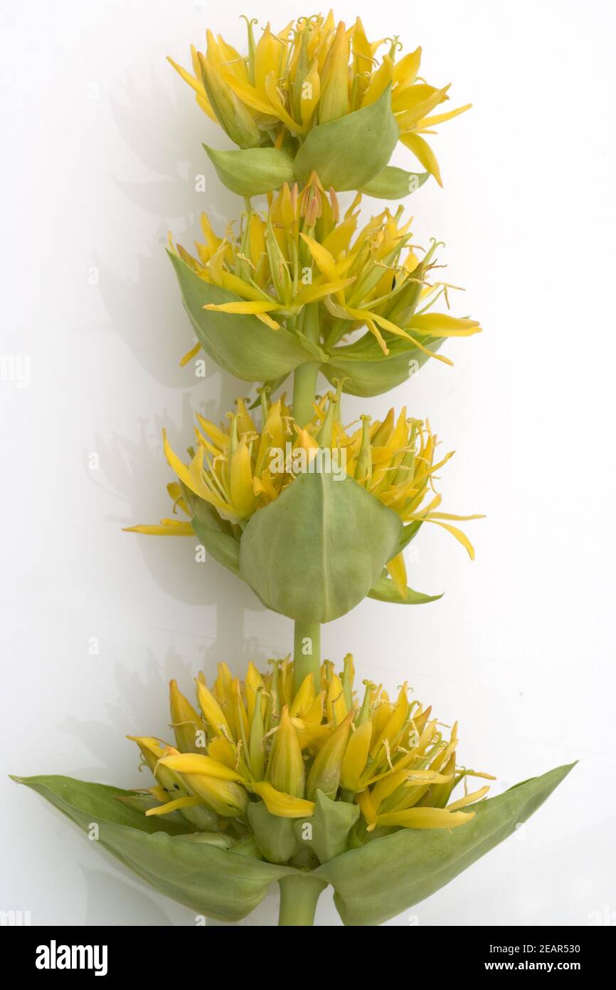 Gelber Enzian, Gentiana lutea, Blume, Heilpflanzen, Foto Stock