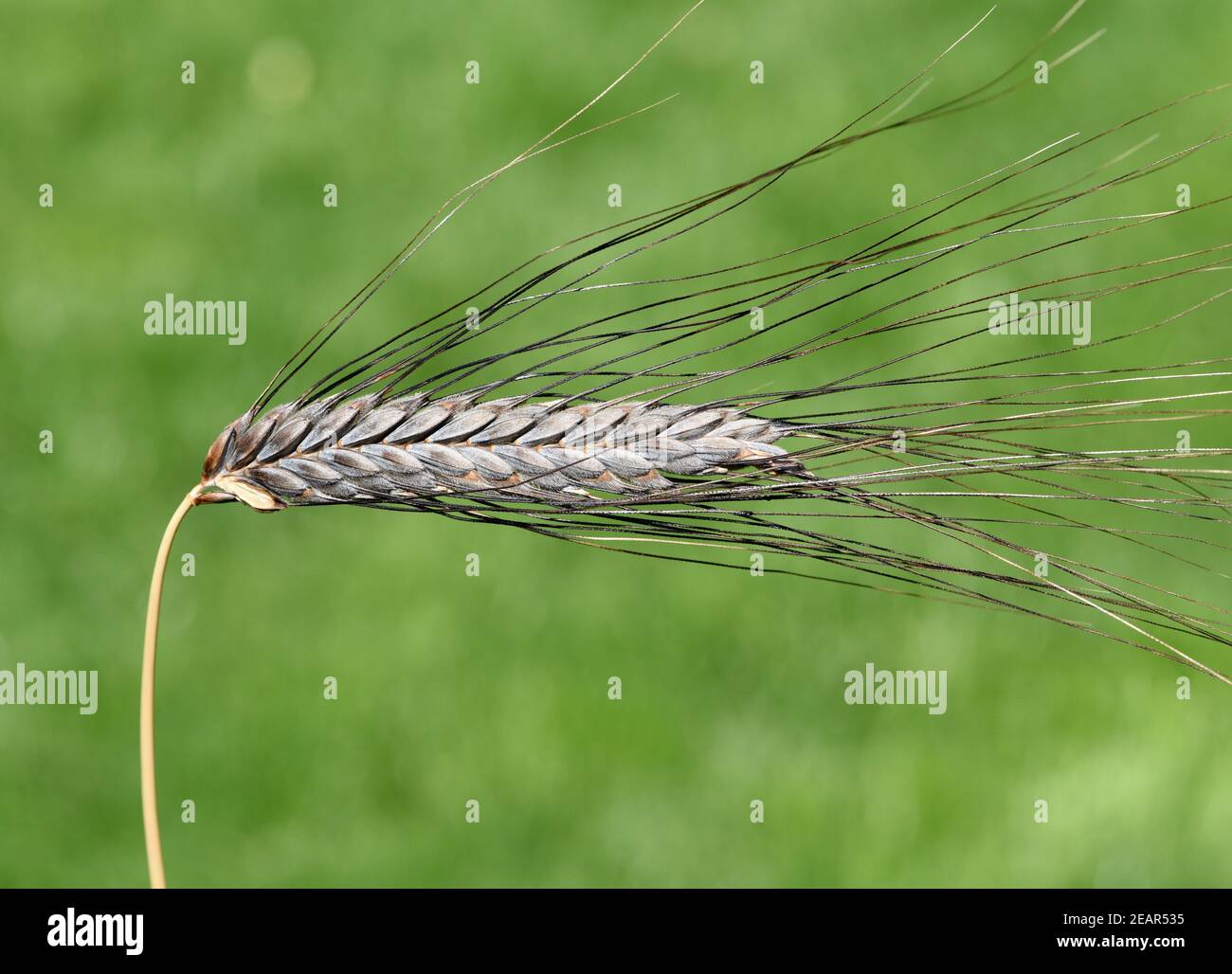 Schwarzer Emmer, Triticum, dicoccon, Weizenart Foto Stock
