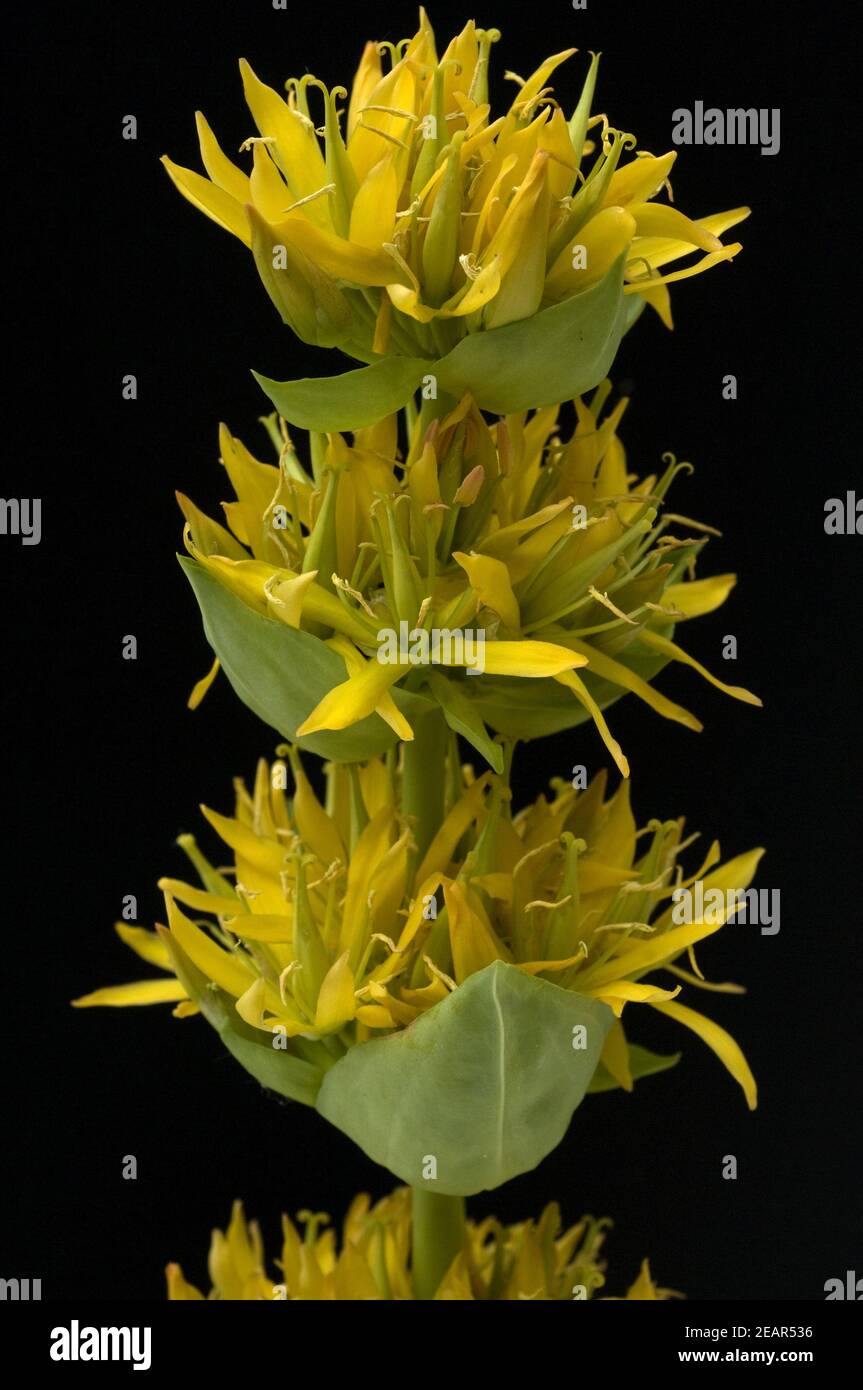 Gelber Enzian, Gentiana lutea, Blume, Heilpflanzen, Foto Stock