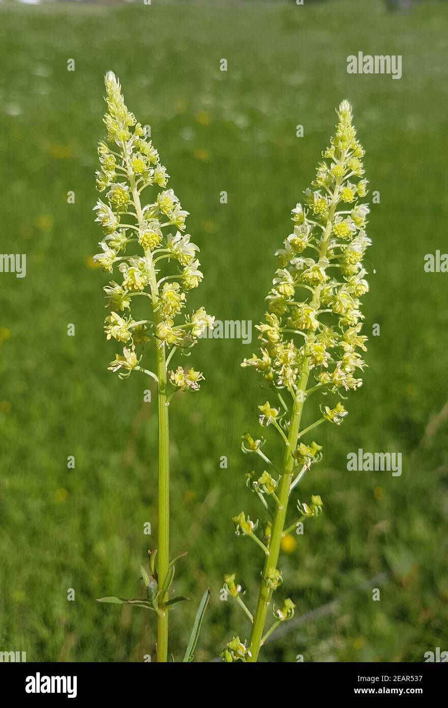 Gelber Wau, Reseda, luteola Foto Stock