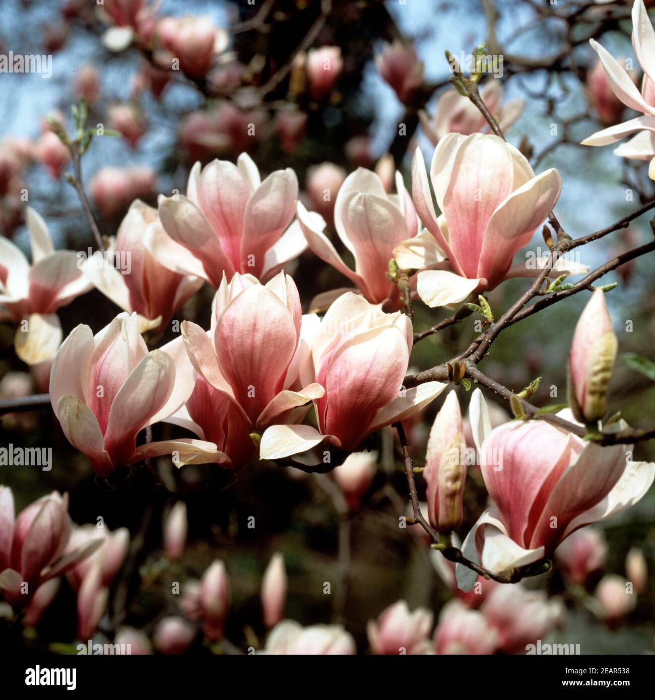 Magnolienbluete Foto Stock