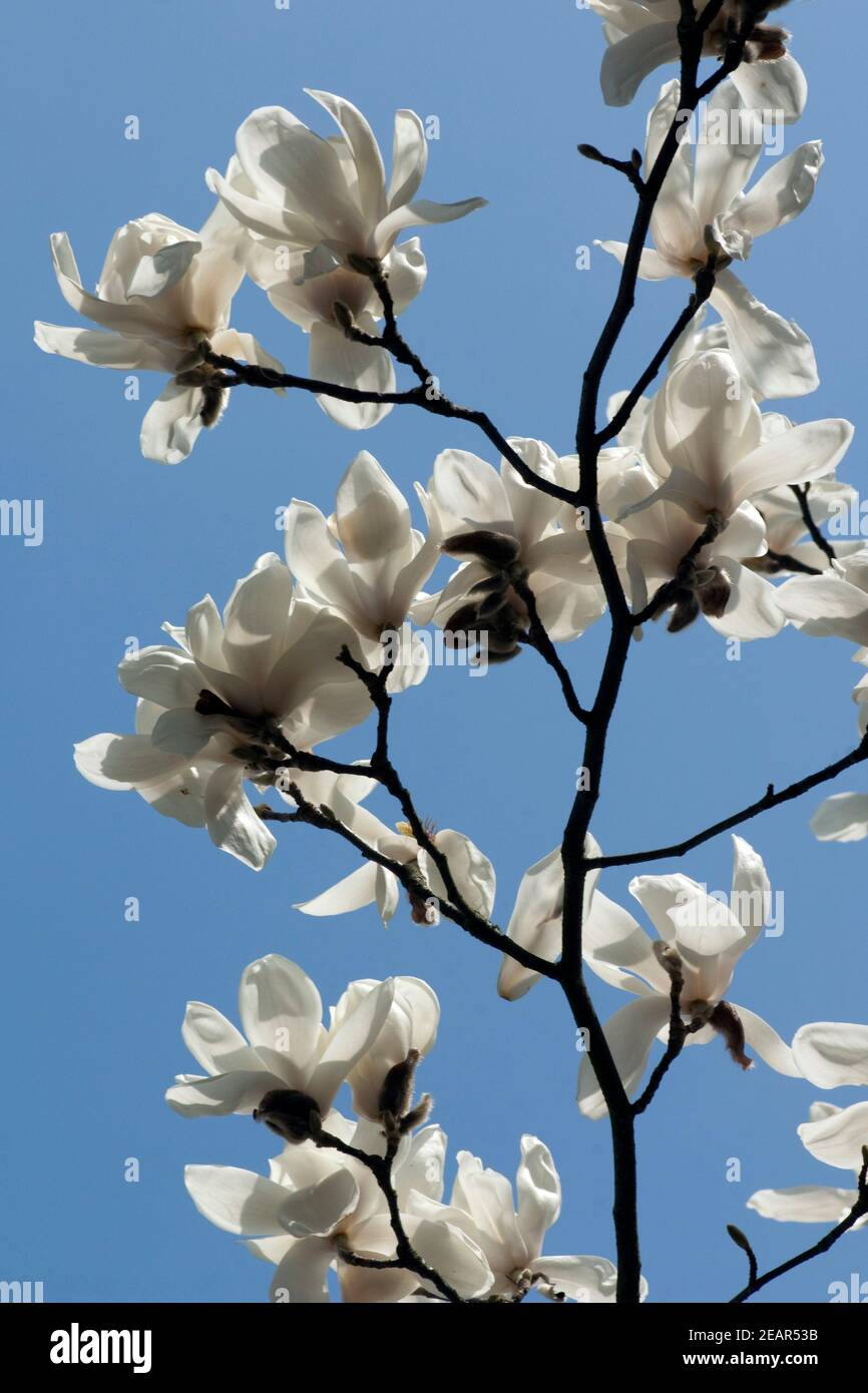 Yulan-Magnolie, denudata Magnolienbluete Magnolia Foto Stock