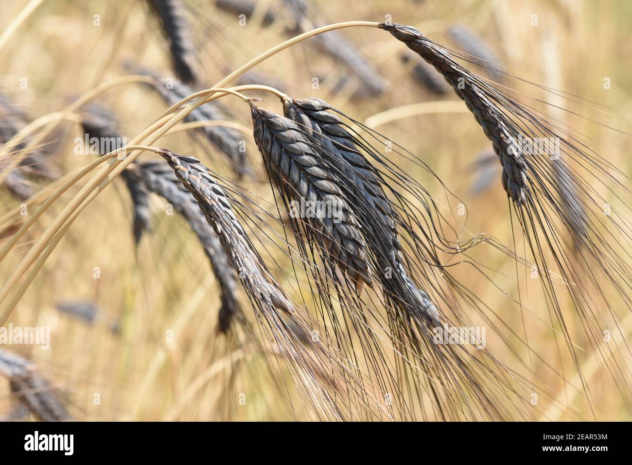 Schwarzer Emmer, Triticum, dicoccon, Weizenart Foto Stock