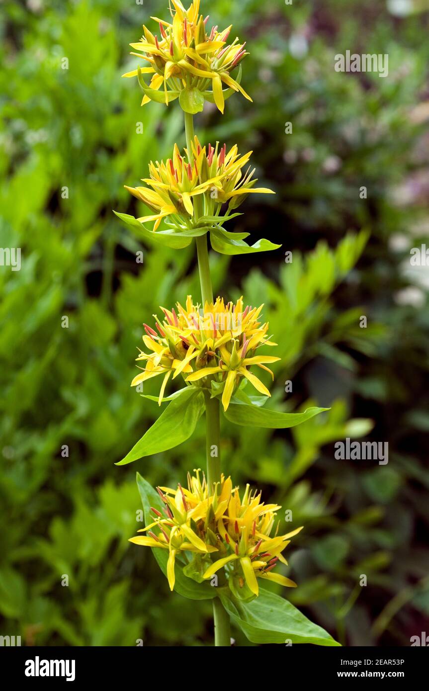 Gelber Enzian Foto Stock