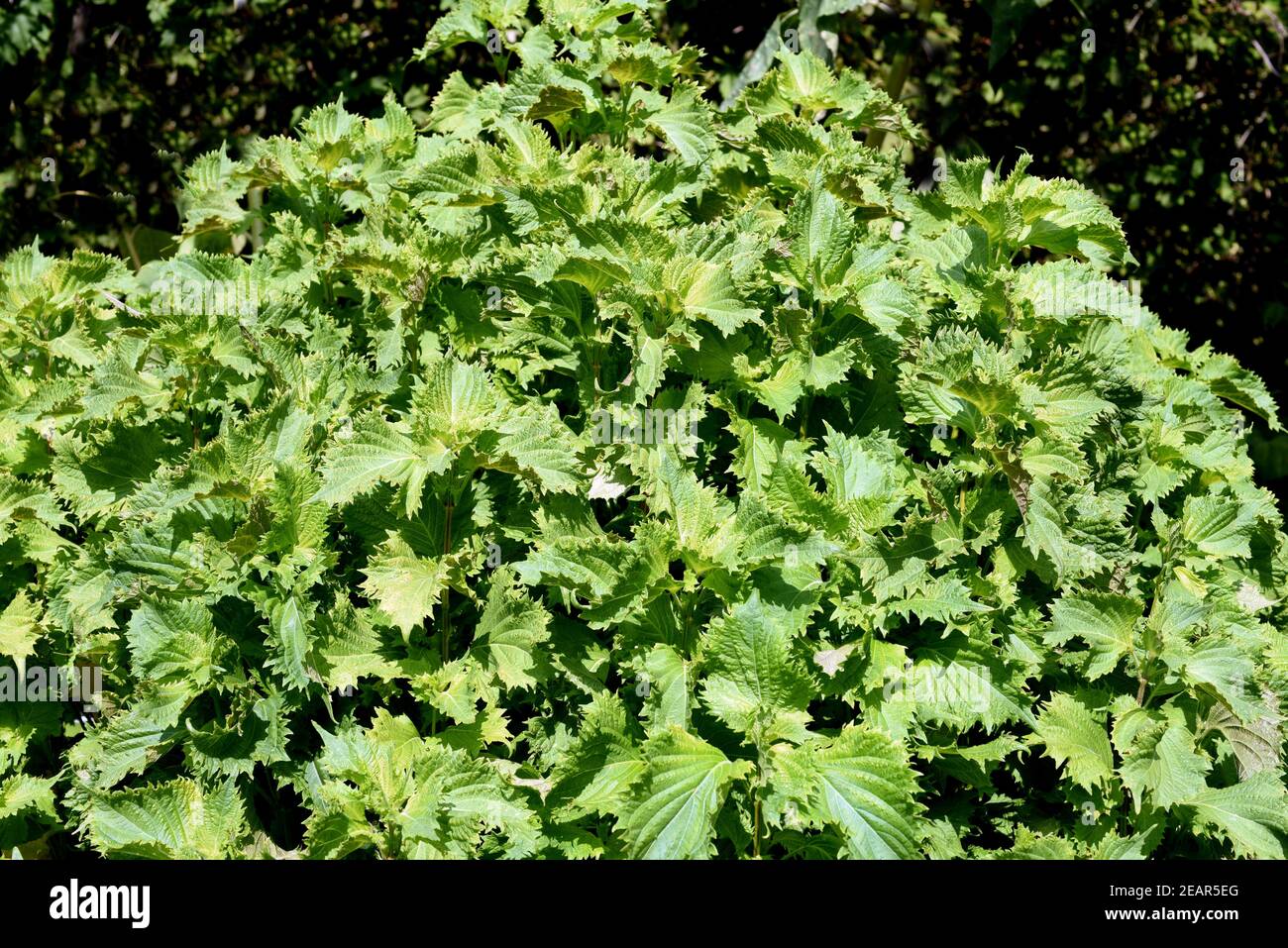 Schwarznessel di perilla, frutescens, Shiso Foto Stock