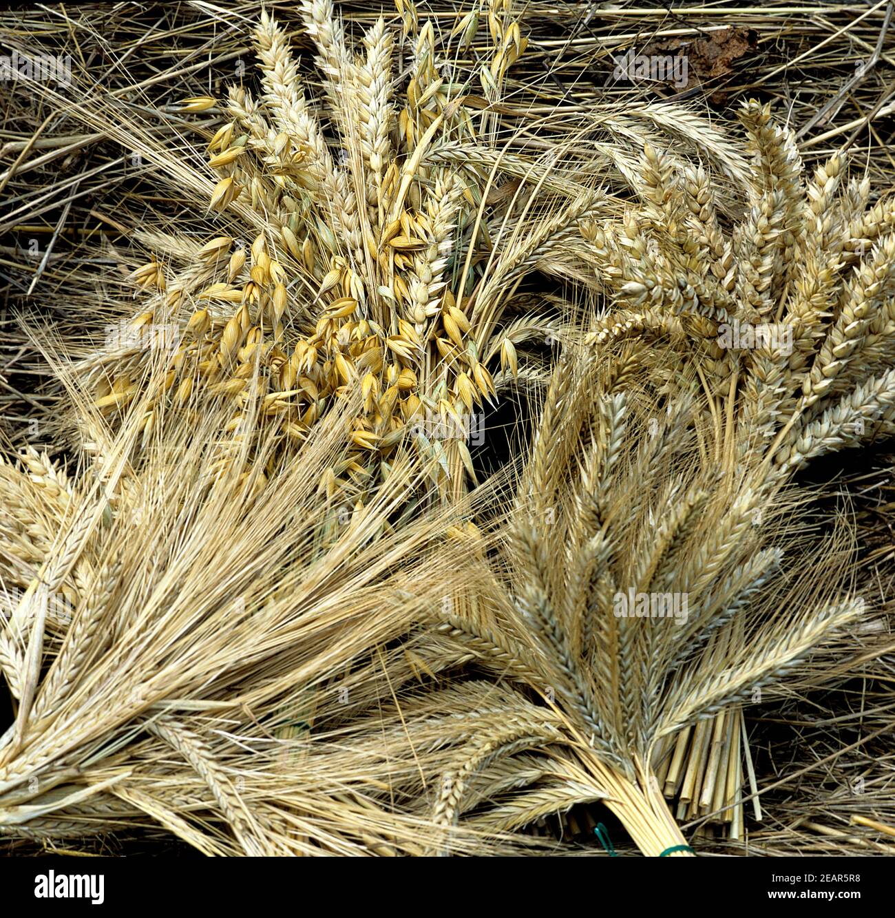 Getreide, Herbstimpression Foto Stock