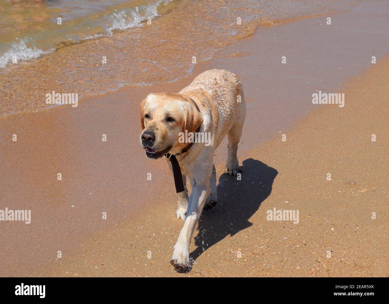 Cane bianco sulla spiaggia. Un cane corre lungo la riva del mare. Foto Stock