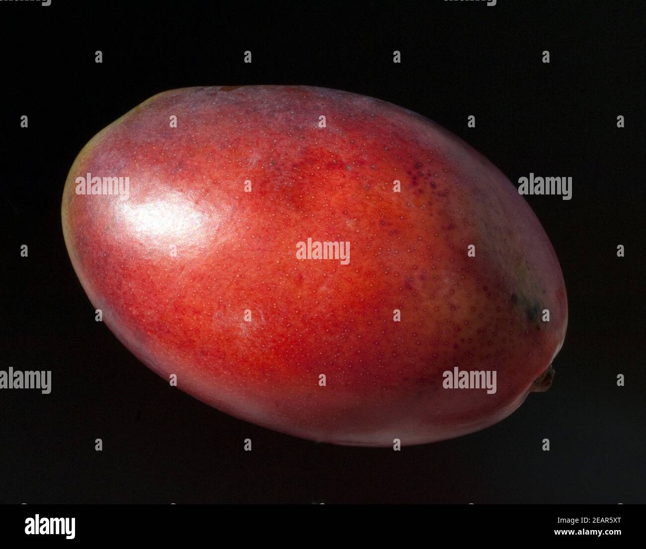 Mangifera immagini e fotografie stock ad alta risoluzione Alamy