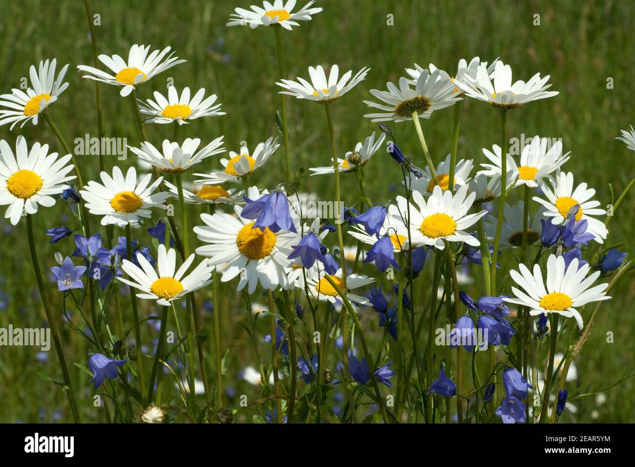 Blumenwiese, Margeriten, Glockenblumen, Foto Stock