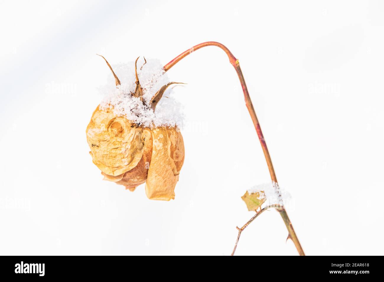 Una rosa gialla secca sullo sfondo di una collina innevata. Riassunto invernale, tema anti-San Valentino - scenario con un solo fiore e neve. Foto Stock