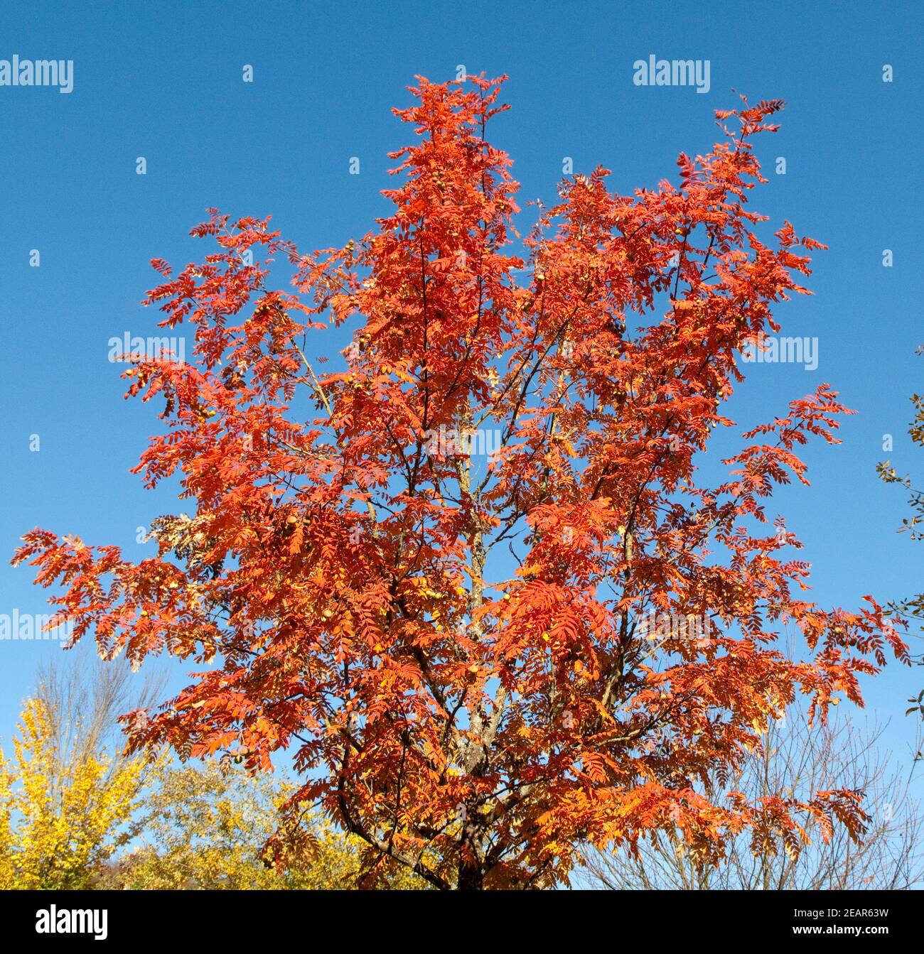 Speierling Sorbus domestica Herbst Foto Stock