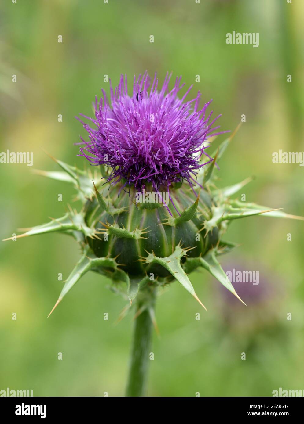 Mariendistel, Silybum, marianum Foto Stock