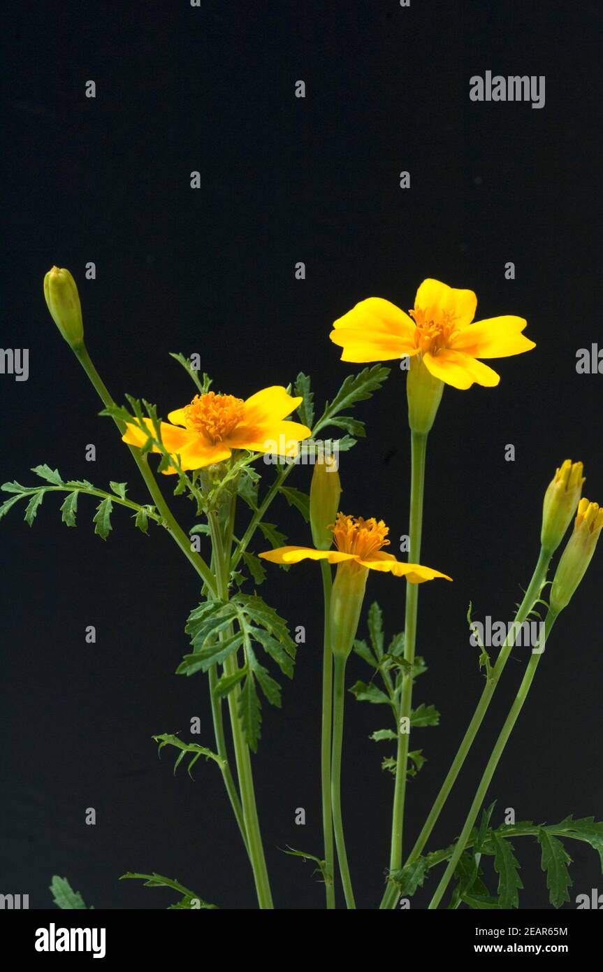 Gewuerztagetes, tagetes tenuifolia Foto Stock