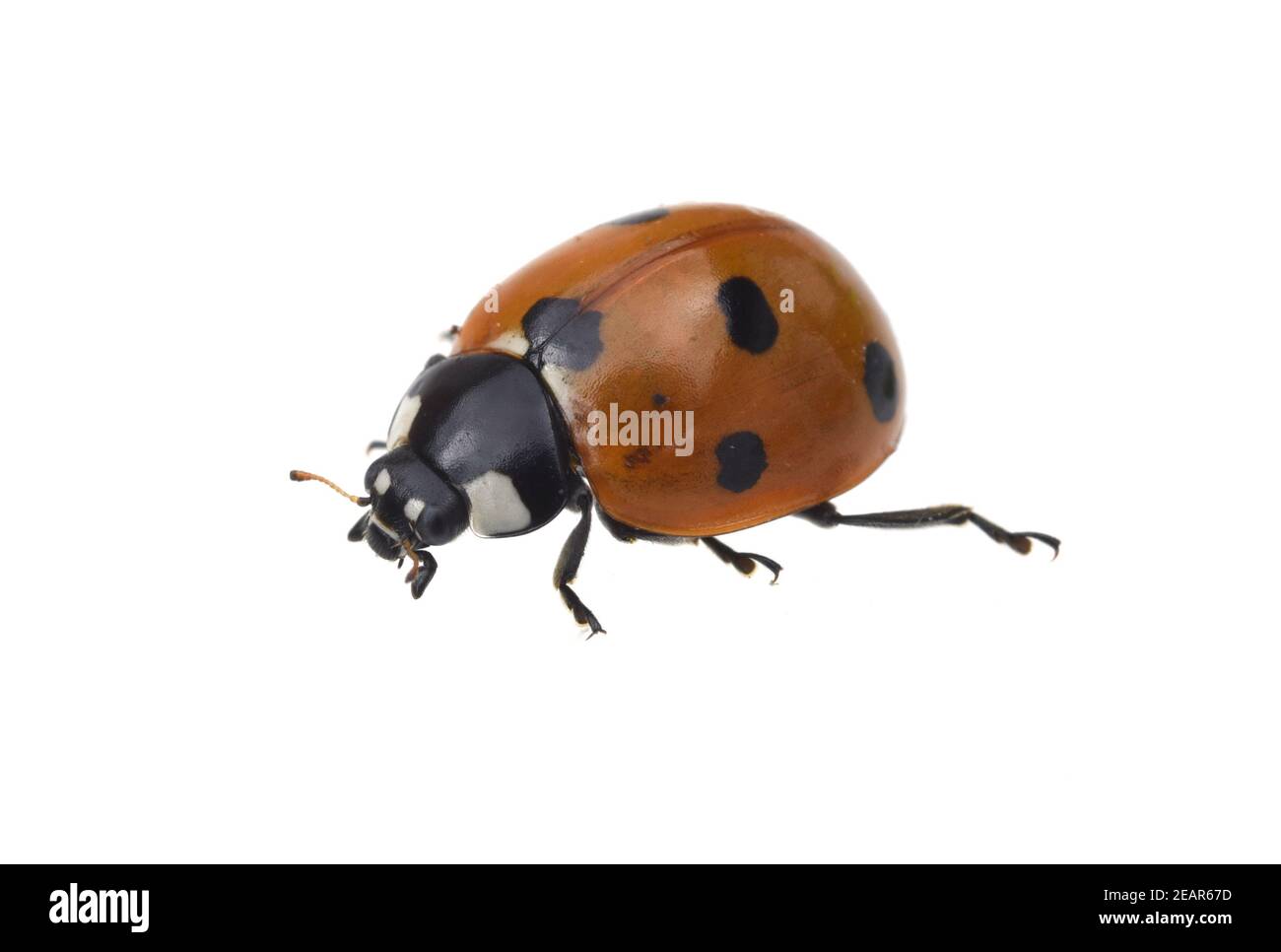 Marienkaefer Coccinella semptempunctata Foto Stock