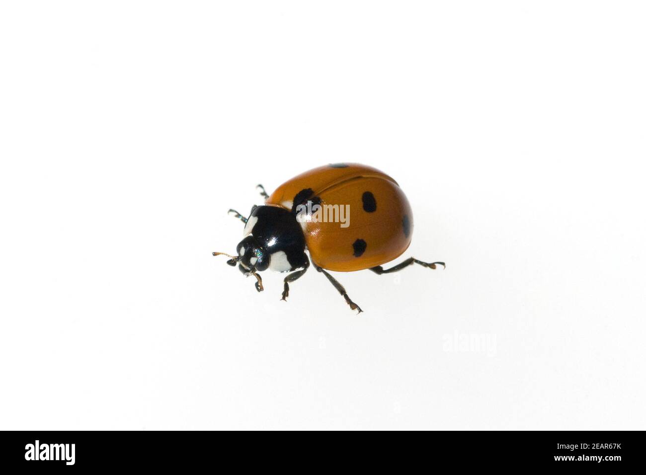 Marienkaefer Coccinella semptempunctata 7-Punkt insekt Foto Stock