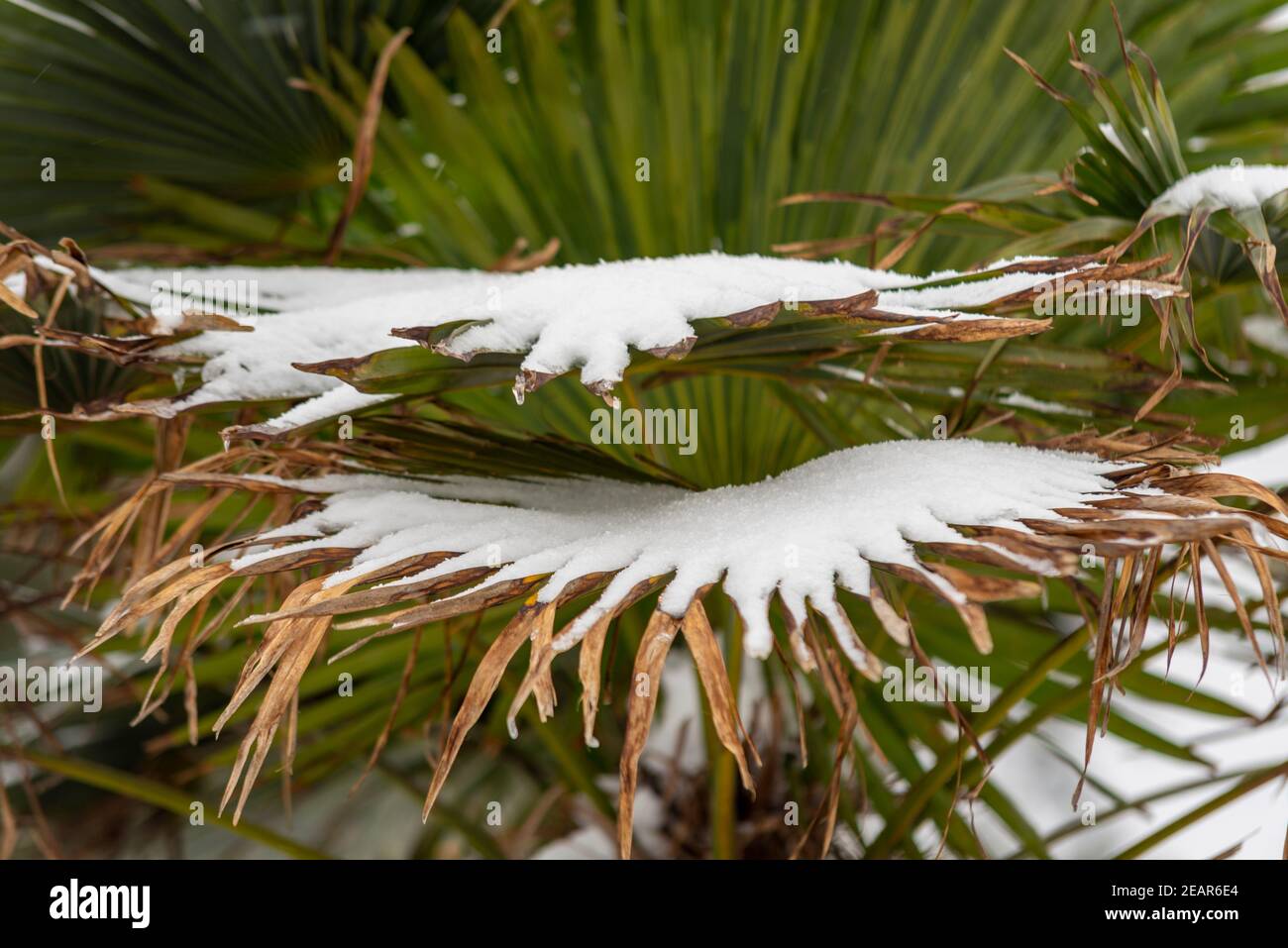 Palm Tree a Southend on Sea, Essex, Regno Unito, con neve da Storm Darcy Foto Stock