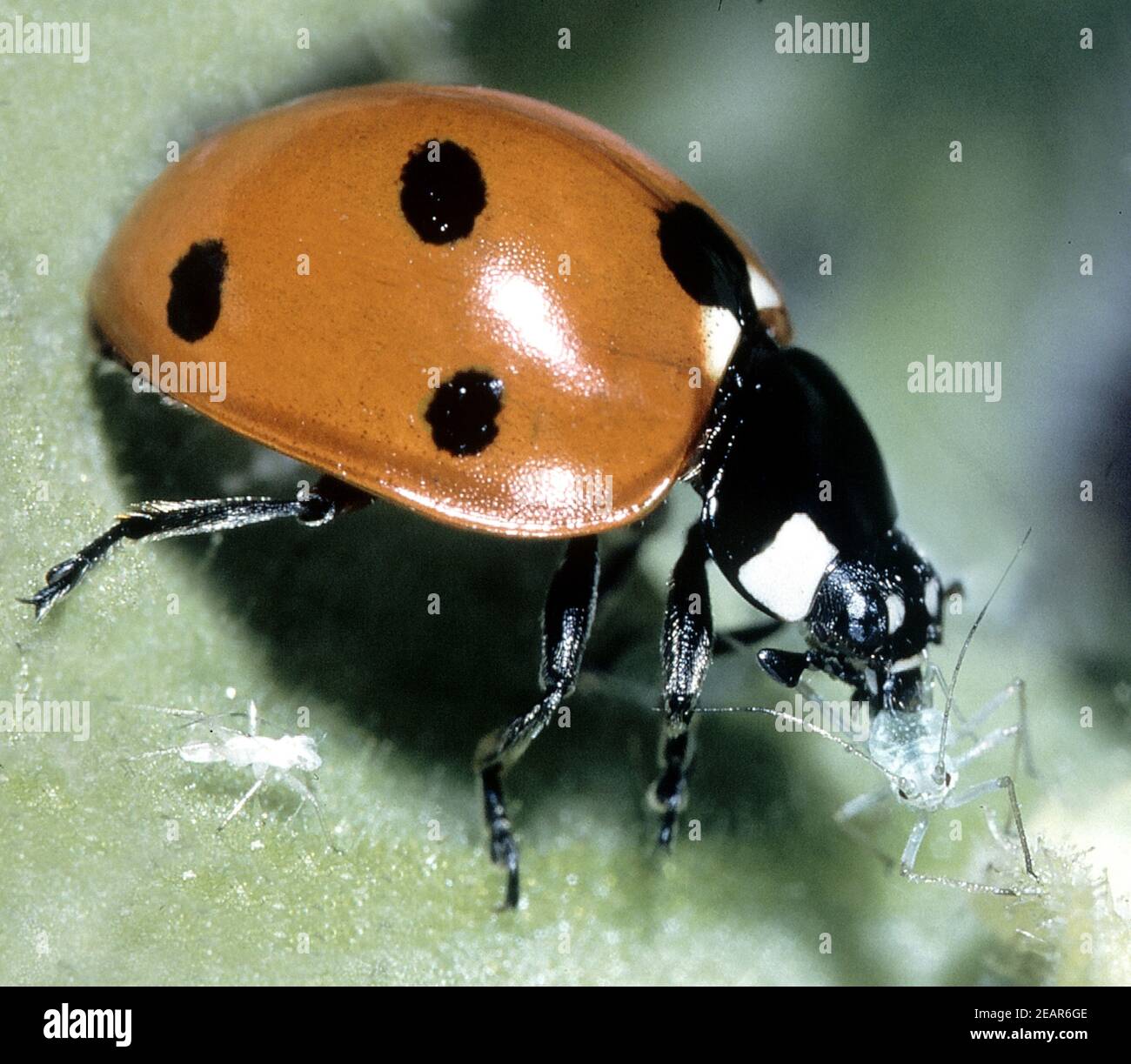 Marienkaefer, Coccinella, semptempunctata Foto Stock