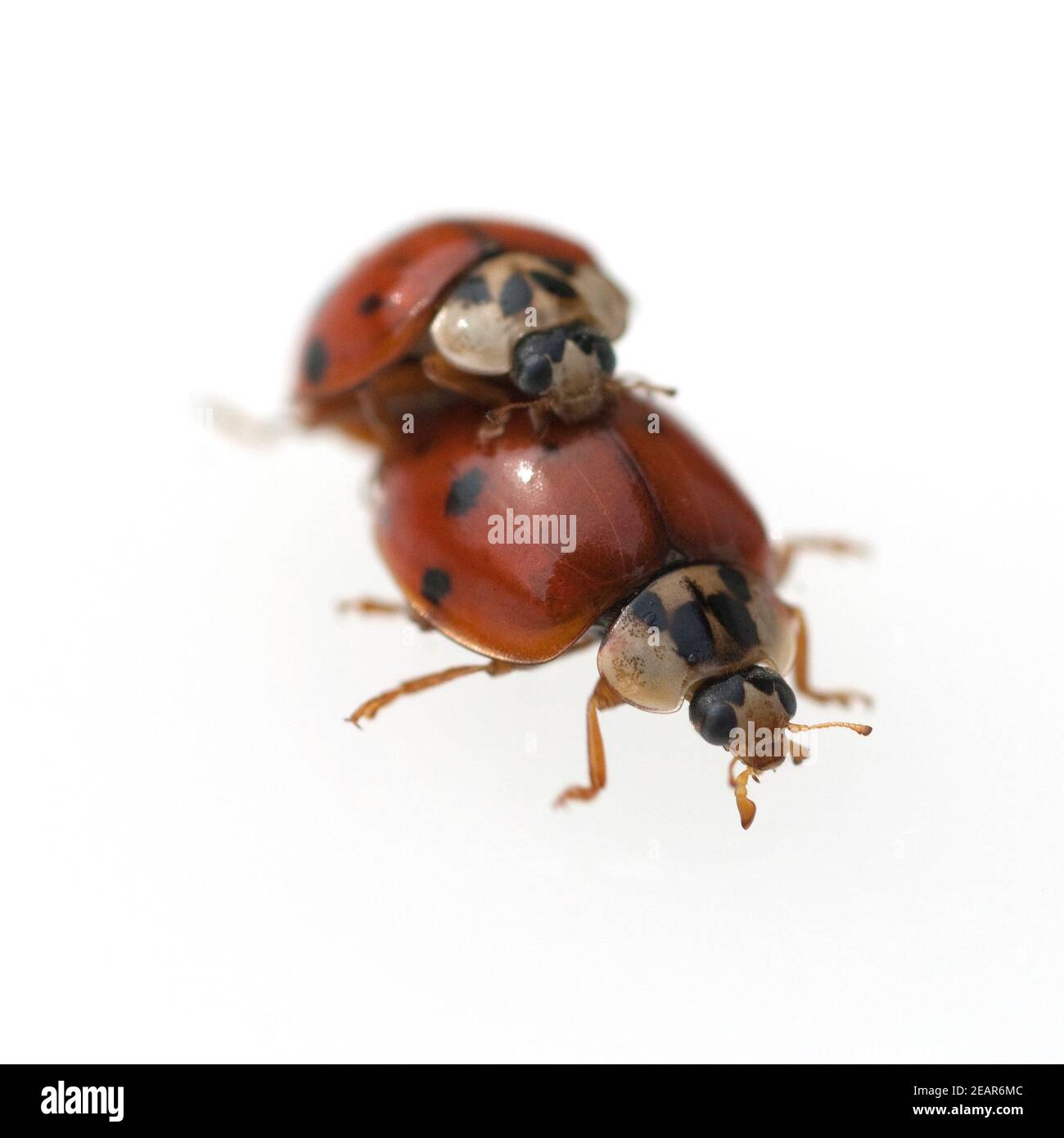 Marienkaefer, Paarung, Foto Stock