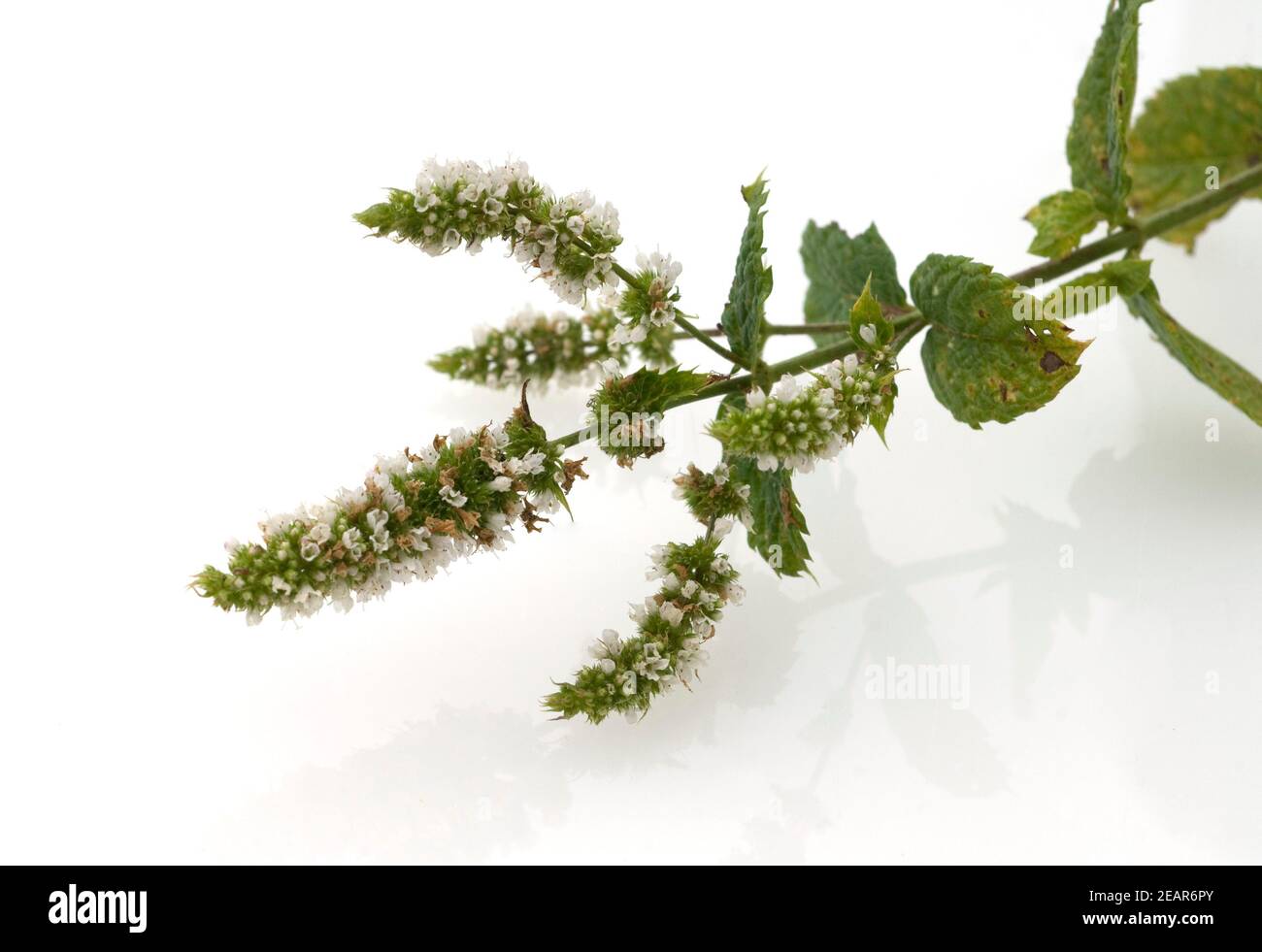 Minze Marokkanische, Mentha spicata, Marokko, Heilpflanzen - Foto Stock