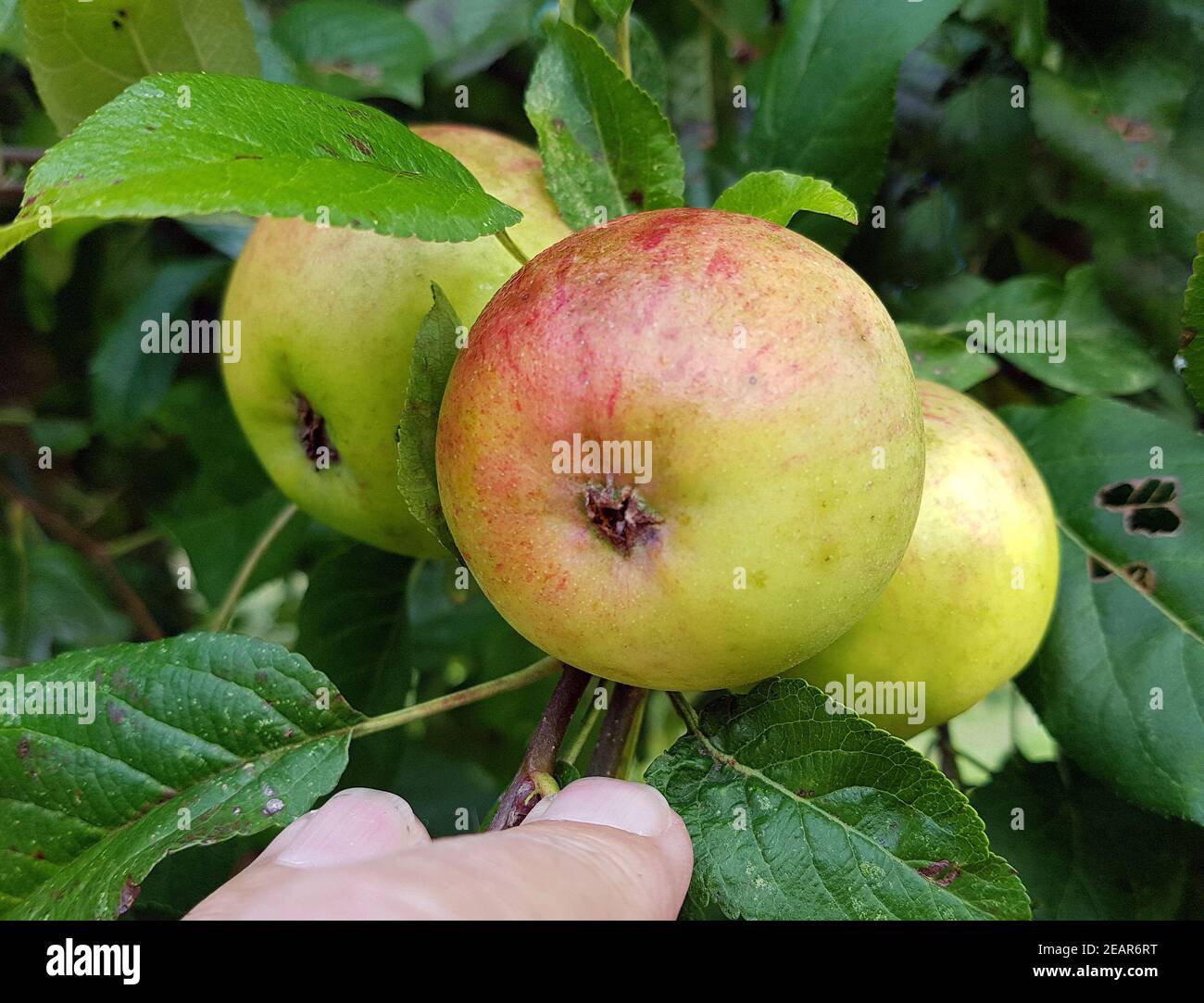 Martini, Apfel, Malus, domestica, Alte Apfelsorten Foto Stock