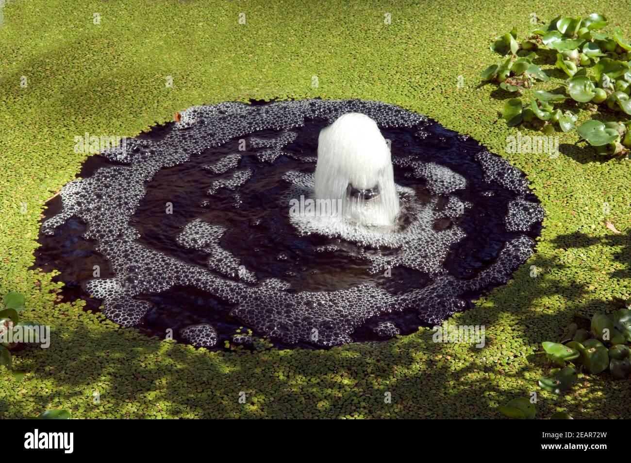 Springbrunnen Wasserlinse Foto Stock
