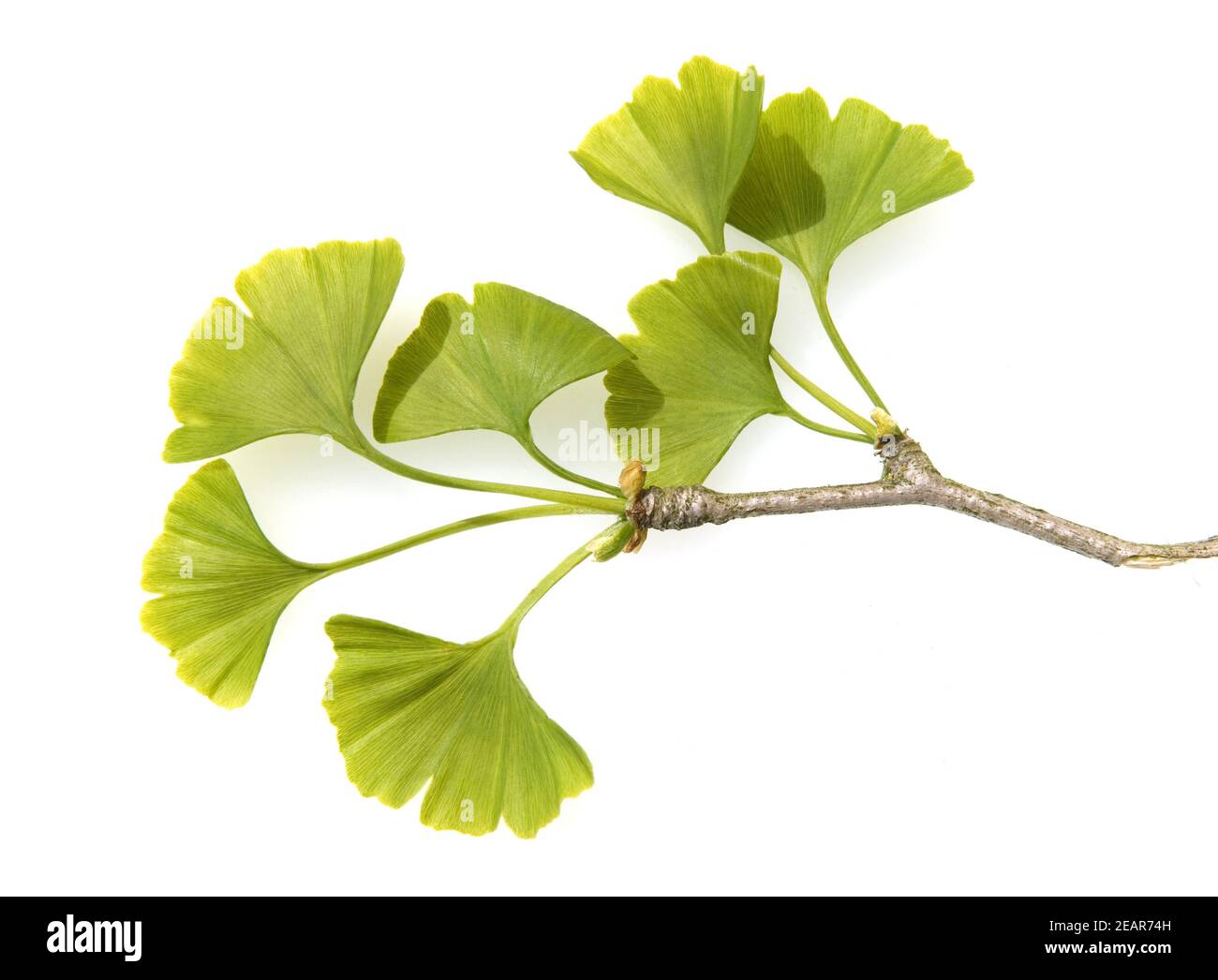 Il Ginkgo biloba, Ginkgonadel, lebendes Fossil, Baum des Jahres Foto Stock