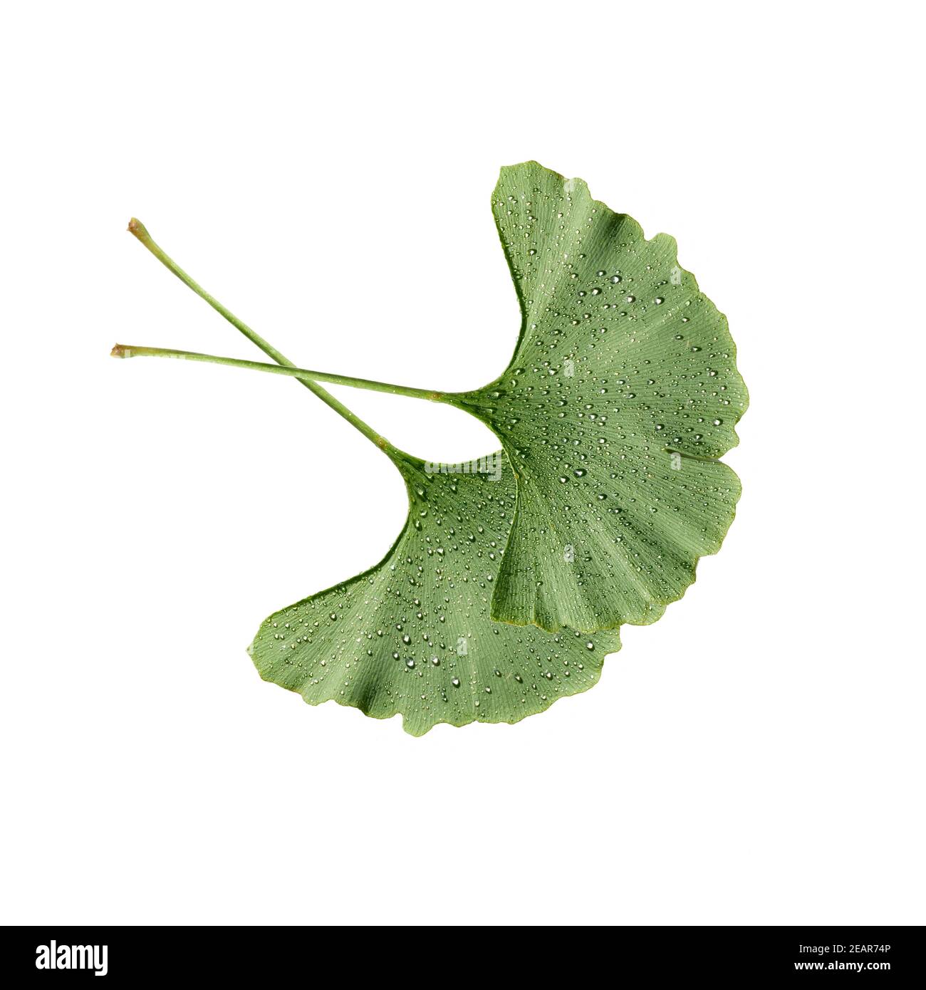 Il Ginkgo biloba, Ginkgonadel, lebendes Fossil, Baum des Jahres Foto Stock