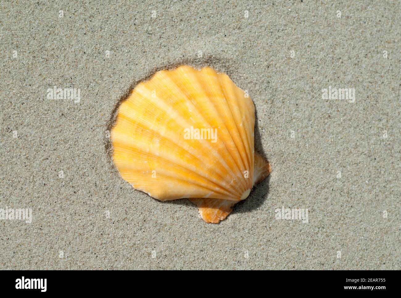 Muschelschale, Muschel Foto Stock