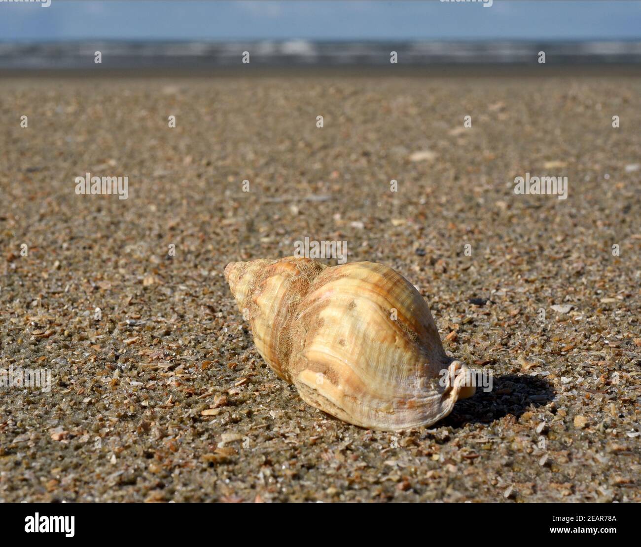 Meeresschnecke, Nordsee Foto Stock